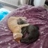 GEÇİCİ OLARAK 2 3 AYLIĞINA YUVA ARIYORUM KEDİLERİ GERİ ALACAĞIM fotoğraf