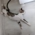 Yarı engelli korsan kediş fotoğraf