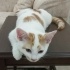 Yavru kedi 3 aylik