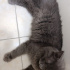 Arçii kalıcı yuvasını arıyor fotoğraf