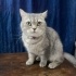 British Shorthair Kızımıza yuva arıyoruz fotoğraf