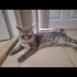 11 aylık British Shorthair
