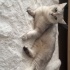 Minik bebeğimiz yuva ariyor fotoğraf