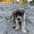 3 Aylık Köpeğimize Yuva Arıyoruz fotoğraf