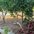 3 Aylık Köpeğimize Yuva Arıyoruz fotoğraf