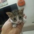 Yeni doğmuş kedi fotoğraf