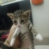 Yeni doğmuş kedi fotoğraf