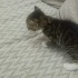 Yeni doğmuş kedi fotoğraf