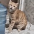 Enerjik Arkadaş Canlısı fotoğraf
