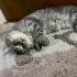 Eskişehir kısır british kedi