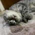 Eskişehir kısır british kedi fotoğraf