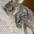 Eskişehir kısır british kedi fotoğraf