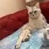 Kısır ve aşırı oyuncu kalıcı yuva arıyoruz fotoğraf