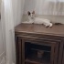 3 aylık dişi tekir kedi