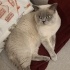 BLUEPOINT TAMAMEN ÜCRETSİZ fotoğraf