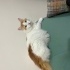 Acil sahiplendirme fotoğraf