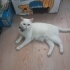 1.5 YAŞINDA BRİTİSH SHORTHAİR KEDİ ÖMÜRLÜK YUVASINI ARIYOR
