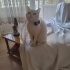 1.5 YAŞINDA BRİTİSH SHORTHAİR KEDİ ÖMÜRLÜK YUVASINI ARIYOR fotoğraf