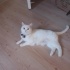 1.5 YAŞINDA BRİTİSH SHORTHAİR KEDİ ÖMÜRLÜK YUVASINI ARIYOR fotoğraf