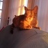ÇOK SEVDİĞİMİZ KEDİMİZİ SAHİPLENDİRMEK ZORUNDA KALIYORUZ fotoğraf