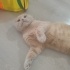 20 AYLIK KISIR SCOTTISH FOLD fotoğraf