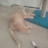 20 AYLIK KISIR SCOTTISH FOLD fotoğraf