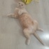 20 AYLIK KISIR SCOTTISH FOLD fotoğraf