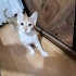 Paşaya yuva arıyoruzz fotoğraf