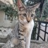 Mira sokaktan sıcak bir yuva arıyor fotoğraf