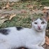 Estır sokaktan sıcak bir yuva arıyor fotoğraf