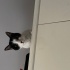 Kızım icin yeni yuva ariyorum fotoğraf