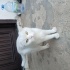 YUVA ARIYORUZ (SCOTTİSH FOLD) fotoğraf