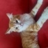 Erkek kısır değil 1,1 yaşında uysal sakın bir kedi adı boncuk fotoğraf