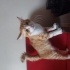 Erkek kısır değil 1,1 yaşında uysal sakın bir kedi adı boncuk fotoğraf