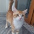 Erkek kısır değil 1,1 yaşında uysal sakın bir kedi adı boncuk fotoğraf