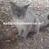 Ücretsiz Cins Kedi