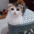 Kızımız peri yeni yuvasını arıyor