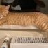 Simba Yeni Yuvasını Arıyor ! fotoğraf