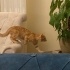 Simba Yeni Yuvasını Arıyor ! fotoğraf
