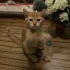 Simba Yeni Yuvasını Arıyor ! fotoğraf