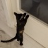 Sevgi manyağı yavru tortilla fotoğraf