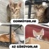 Ücretsiz sahiplenme pofidik yavru kardeşler lütfen okuyun fotoğraf
