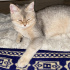 Ücretsiz Sahiplendirme – British Shorthair Dişi Kedi (10 Aylık) fotoğraf
