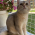 Ücretsiz Sahiplendirme – British Shorthair Dişi Kedi (10 Aylık) fotoğraf