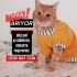Ücretsiz sahiplenme pofidik sarman kedi acil yuva lütfen okuyun fotoğraf