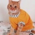 Ücretsiz sahiplenme pofidik sarman kedi acil yuva lütfen okuyun fotoğraf