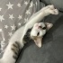 Güzel kızımız acil kalıcı yuvasını arıyor fotoğraf