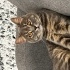 ücretsiz kedi sahiplendirme fotoğraf