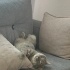 ücretsiz kedi sahiplendirme fotoğraf