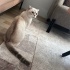 Acil yuva arıyoruz fotoğraf